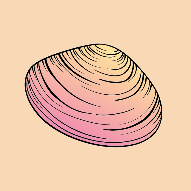 Bernique illustration