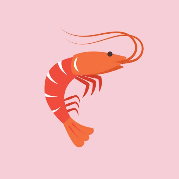 Crevette illustration